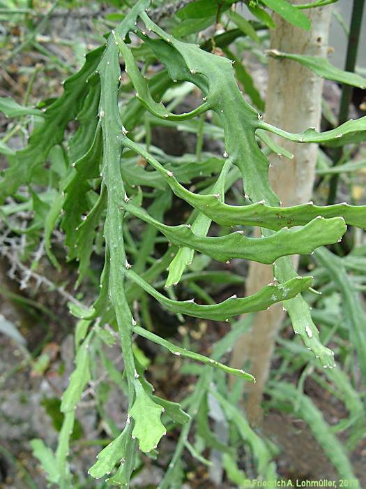 Euphorbia ramipressa