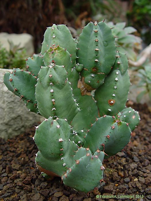 Euphorbia resinifera