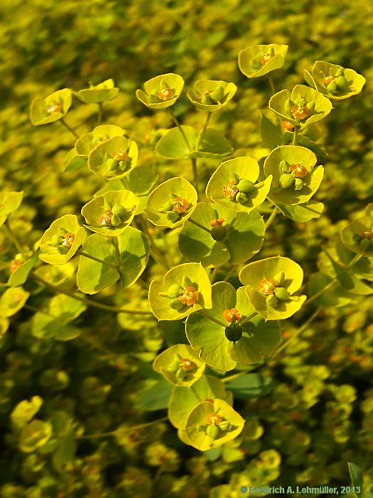 Euphorbia seguieriana