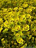 Euphorbia seguieriana