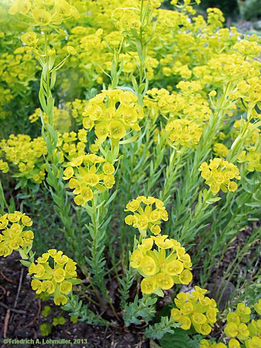 Euphorbia seguieriana