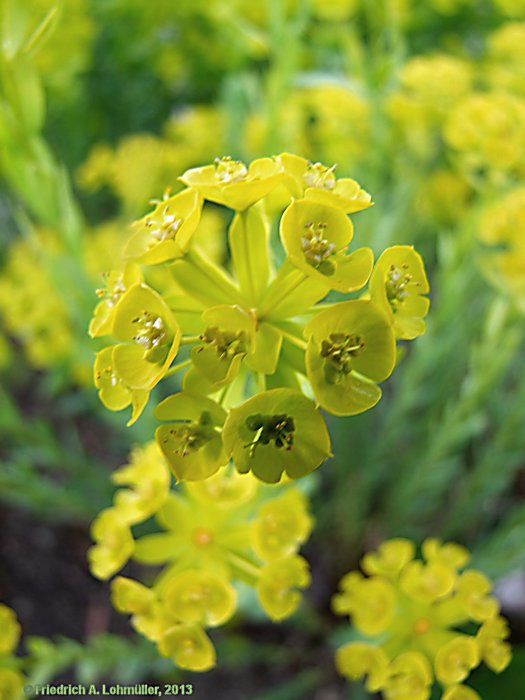 Euphorbia seguieriana