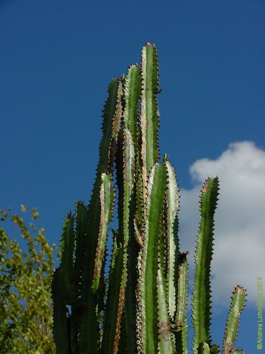 Euphorbia trigona