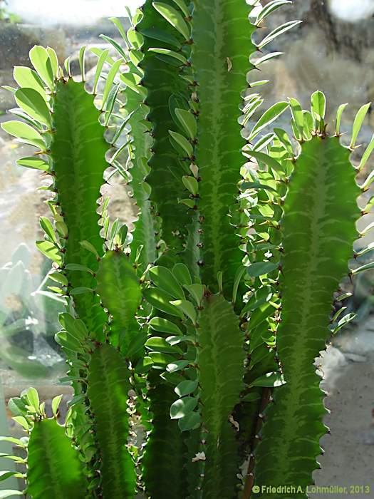 Euphorbia trigona