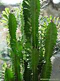 Euphorbia trigona