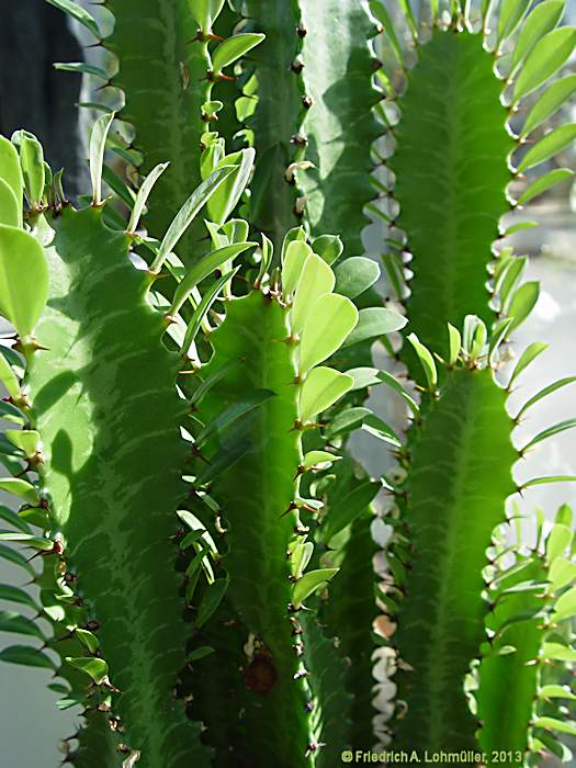 Euphorbia trigona