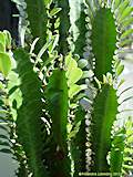 Euphorbia trigona