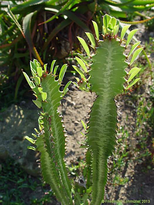 Euphorbia trigona