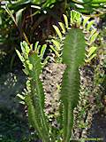 Euphorbia trigona