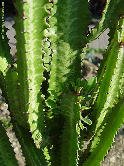 Euphorbia trigona