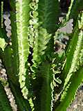 Euphorbia trigona