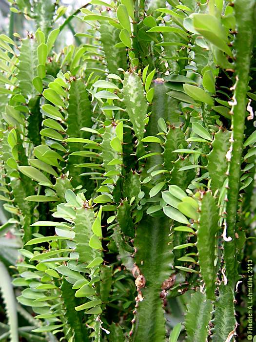 Euphorbia trigona