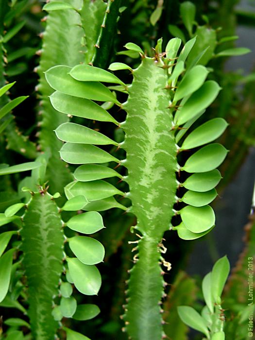 Euphorbia trigona