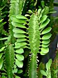 Euphorbia trigona