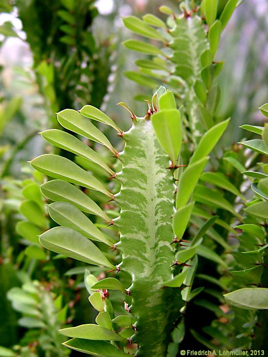 Euphorbia trigona