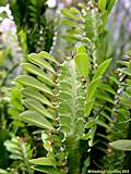 Euphorbia trigona