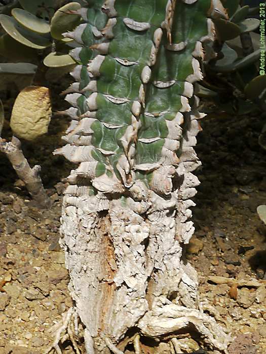 Euphorbia viguieri