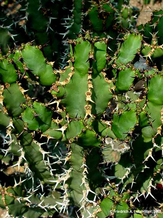 Euphorbia virosa