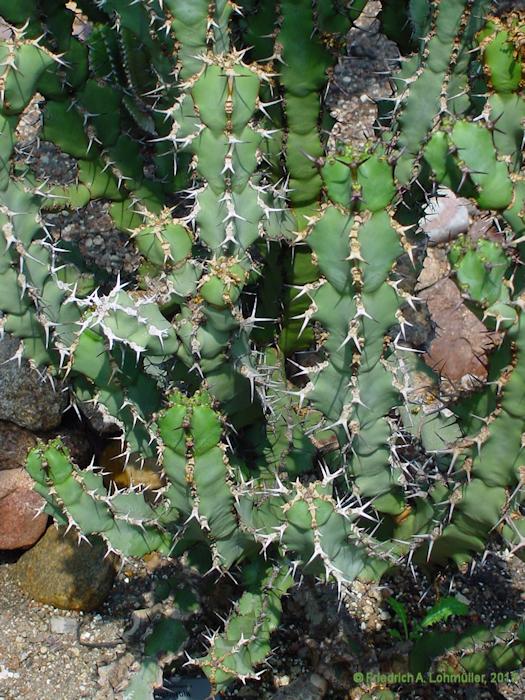 Euphorbia virosa