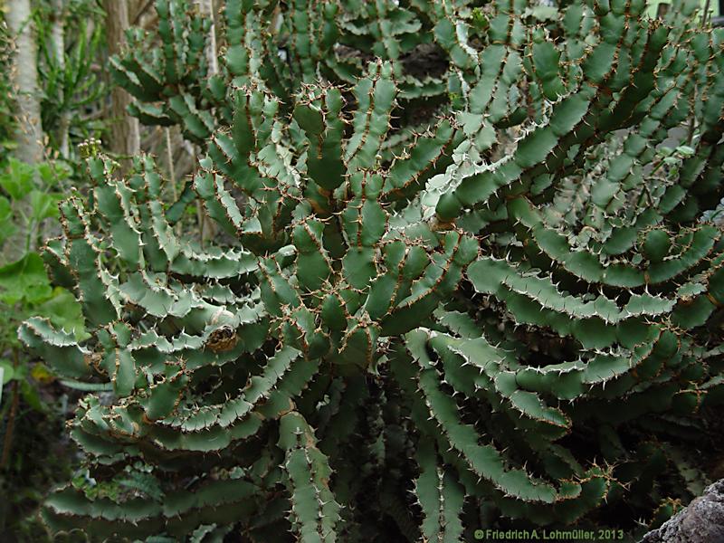 Euphorbia virosa