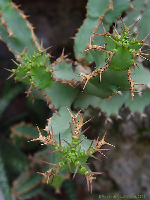 Euphorbia virosa