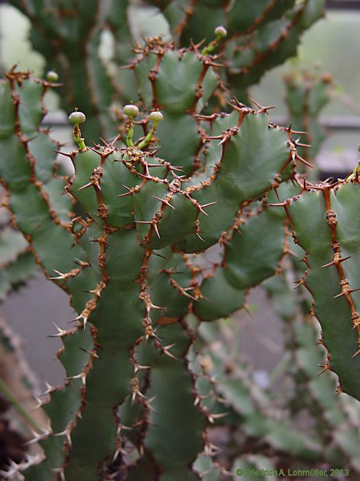 Euphorbia virosa