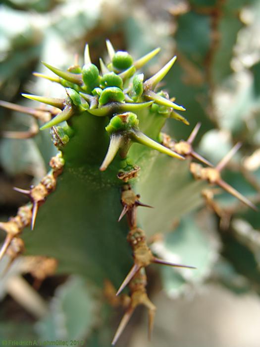 Euphorbia virosa