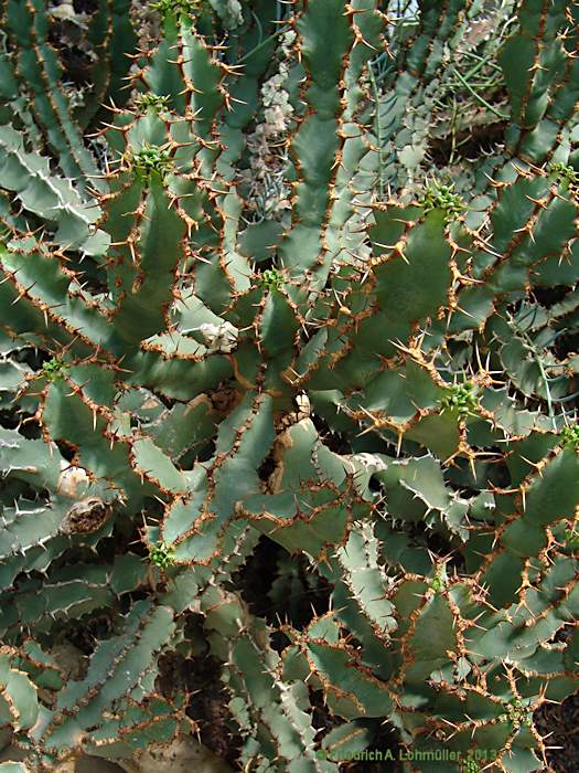 Euphorbia virosa