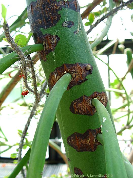 Euphorbia xylophylloides