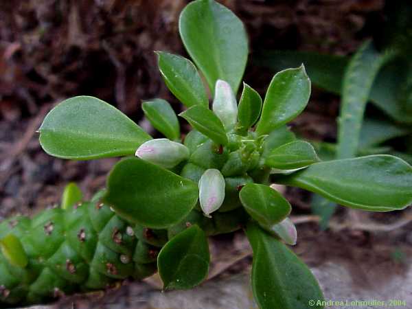 Euphorbia schubei, Monadenium schubei