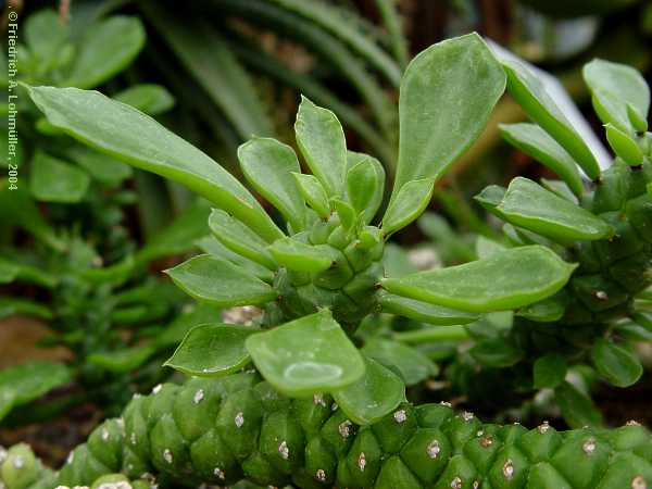 Euphorbia schubei, Monadenium schubei