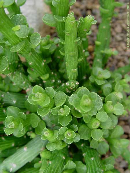 Euphorbia bisellenbeckii, Monadenium ellenbechii