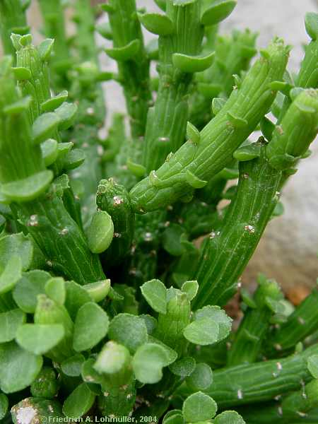 Euphorbia bisellenbeckii, Monadenium ellenbechii