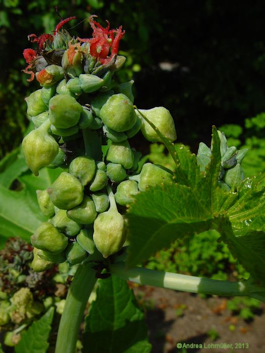 Ricinus communis