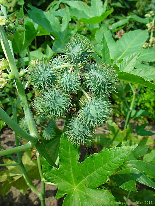 Ricinus communis