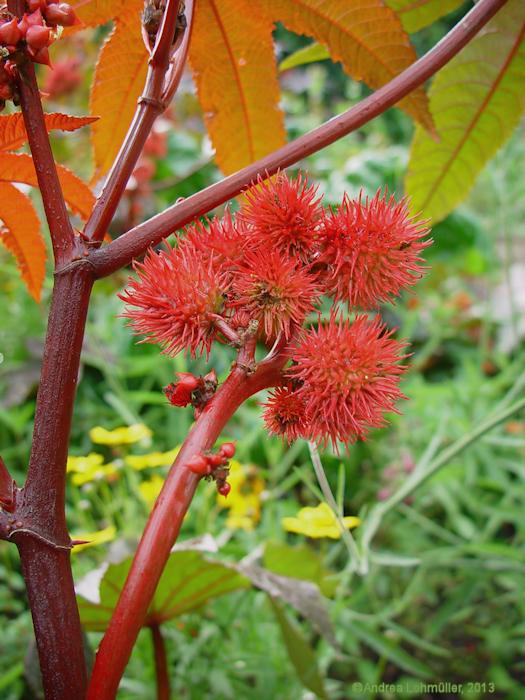 Ricinus communis