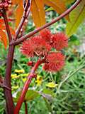 Ricinus communis