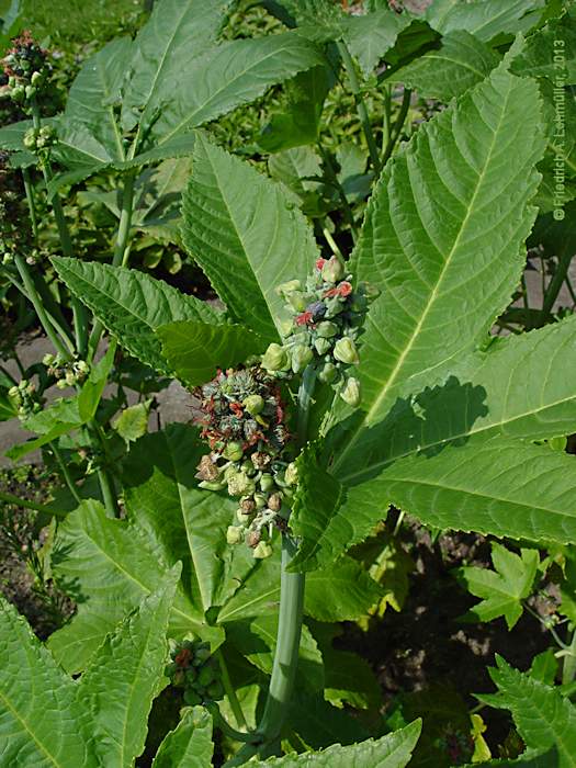 Ricinus communis