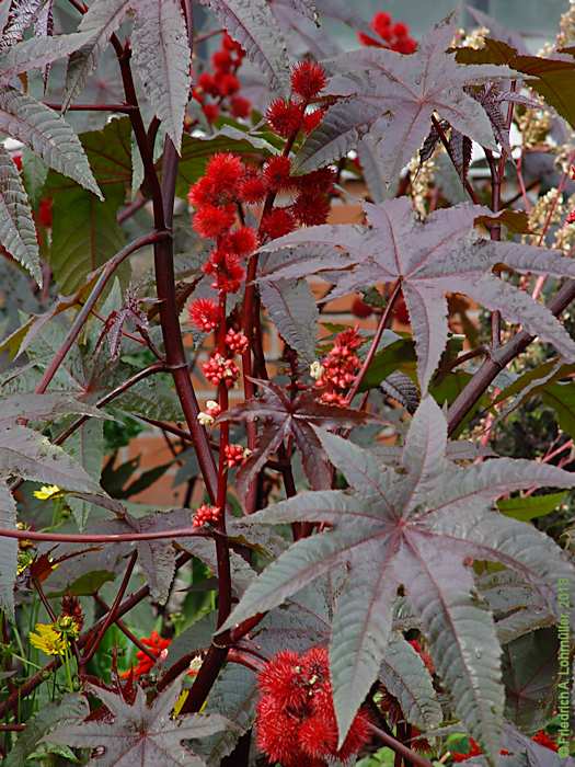 Ricinus communis