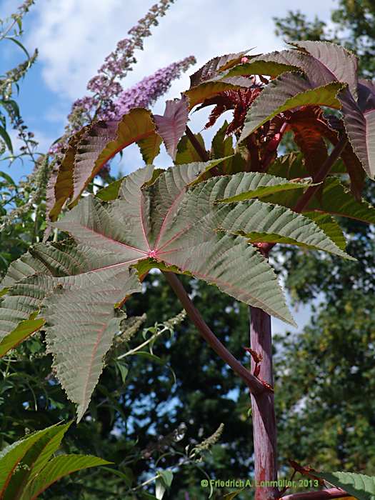 Ricinus communis