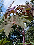 Ricinus communis