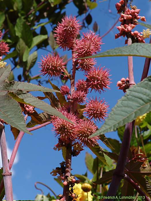 Ricinus communis