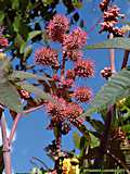 Ricinus communis