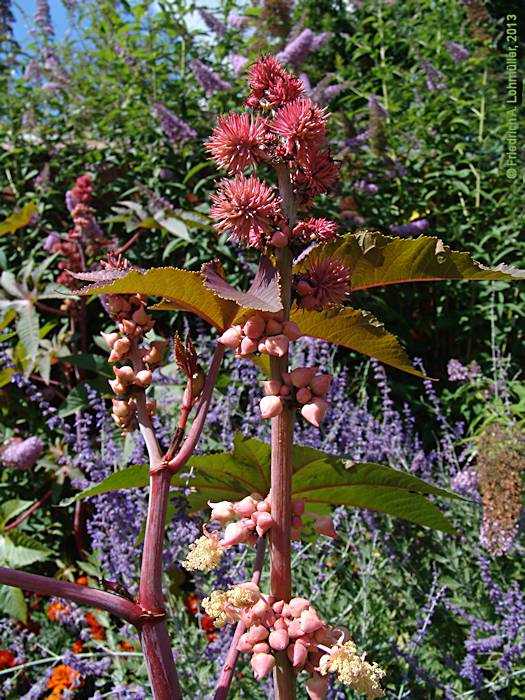 Ricinus communis