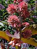 Ricinus communis