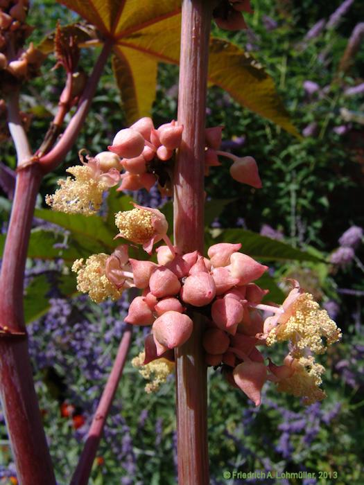 Ricinus communis