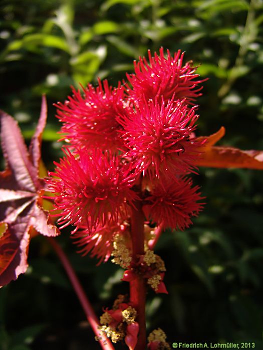 Ricinus communis