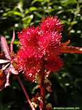 Ricinus communis