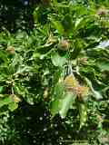 Fagus silvatica, copper beech, Rot-Buche