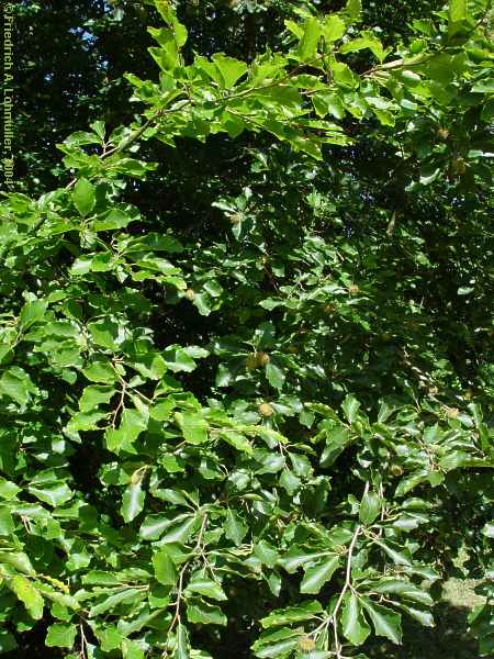 Fagus silvatica, copper beech, Rot-Buche